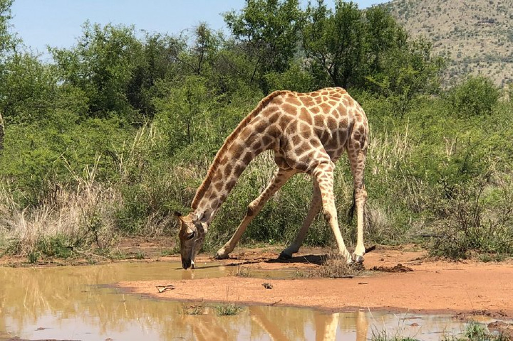 Open Safari in Pilanesberg National Park from Johannesburg (3 hour)