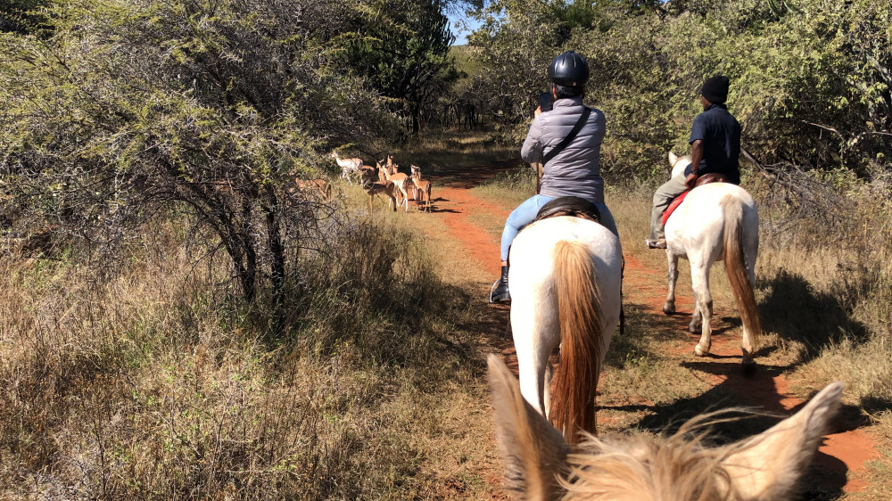 Horseback Safari and Cable Car Tour from Johannesburg