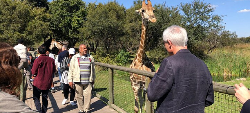 Cradle of Humankind and Lion Safari Combo Tour from Johannesburg
