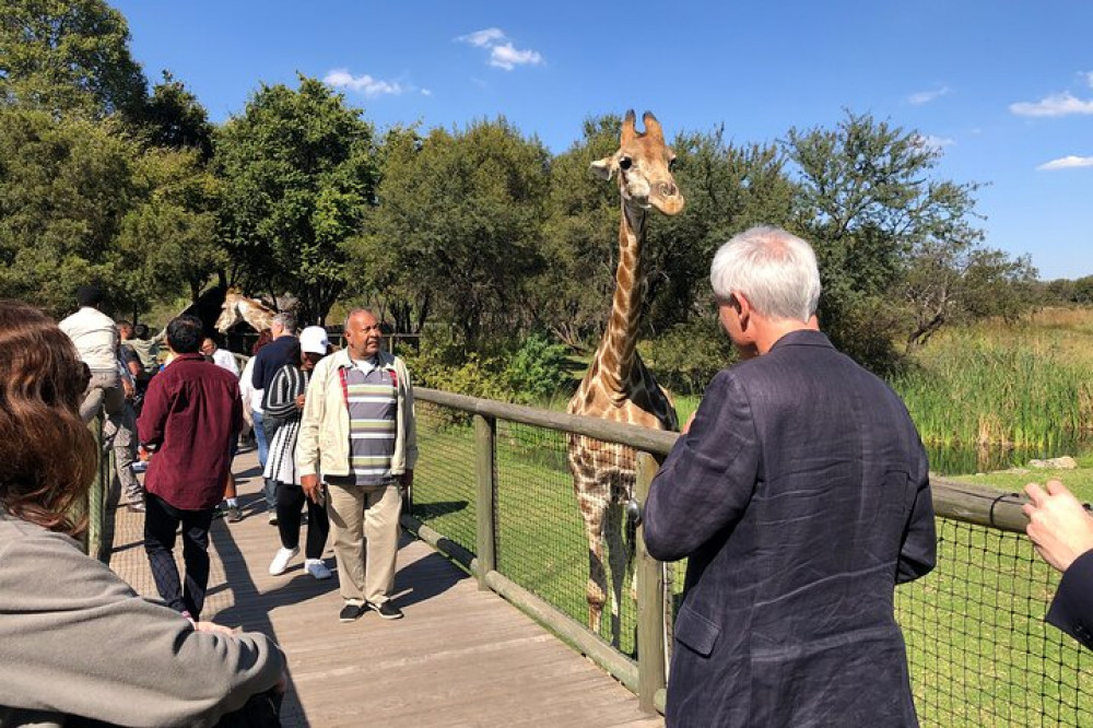 Cradle of Humankind and Lion Safari Combo Tour from Johannesburg