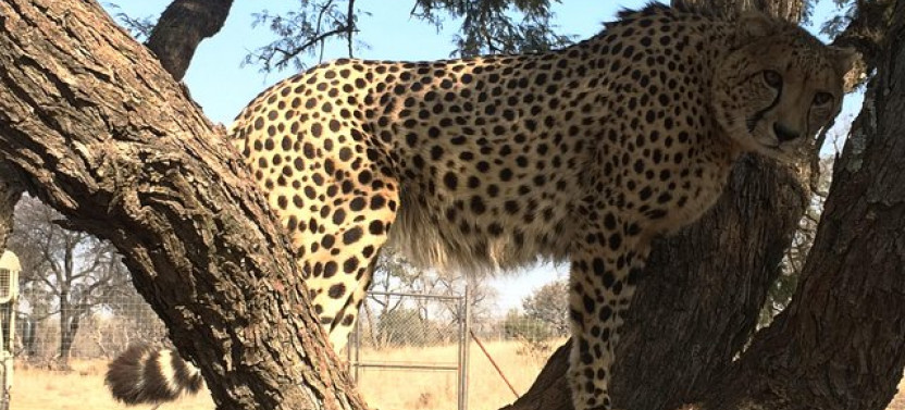 Ann Van Dyk Cheetah Centre Tour from Johannesburg or Pretoria