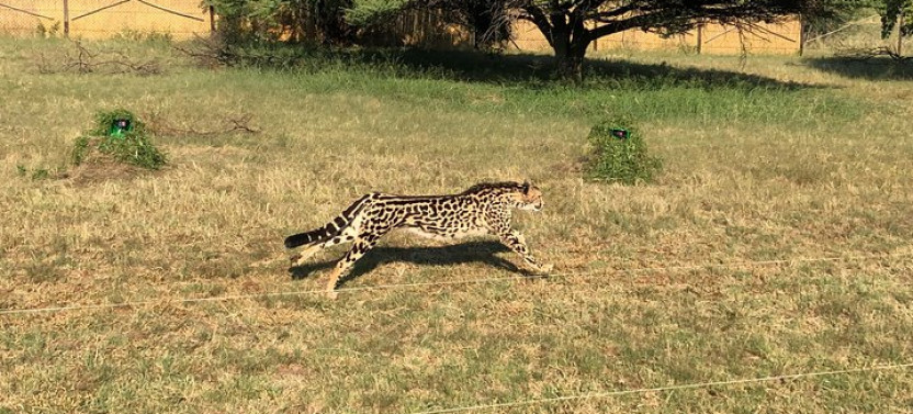 Ann Van Dyk Cheetah Centre Tour from Johannesburg or Pretoria