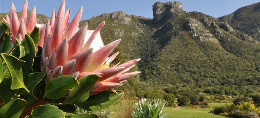 Private Robben Island, Kirstenbosch Gardens, and Groot Constantia Tour