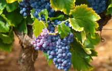 shine the way tours5