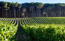 shine the way tours6