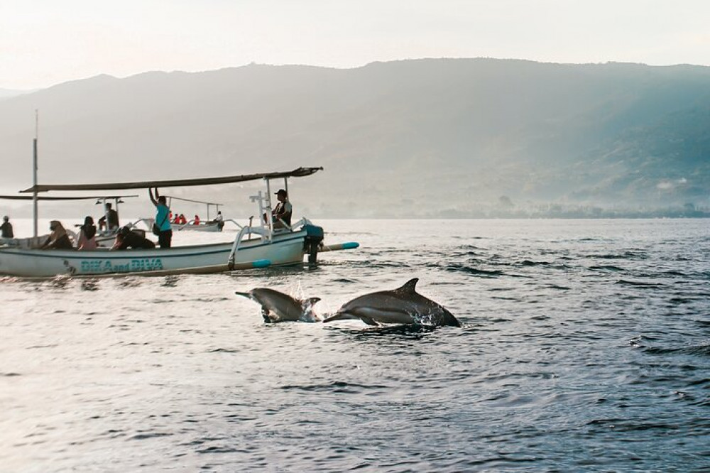 Dolphin Watching Experience at North Bali