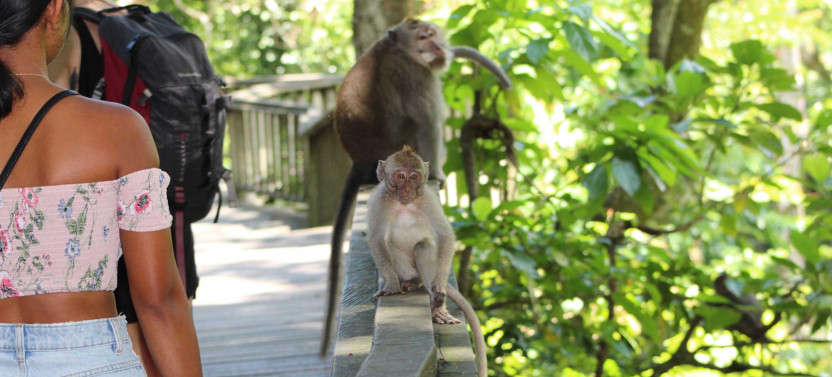 Best of Ubud Tour: Monkey Forest, Swing, Rice Terrace, Temple