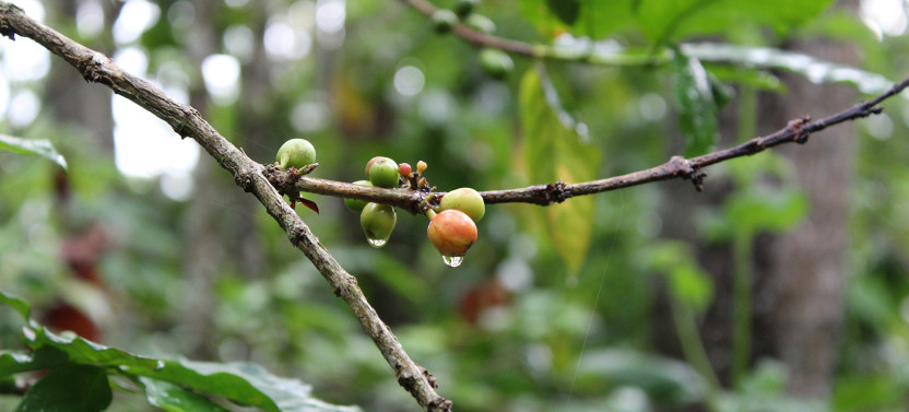Private Half Day Bali Tour to Ubud with Monkey Forest