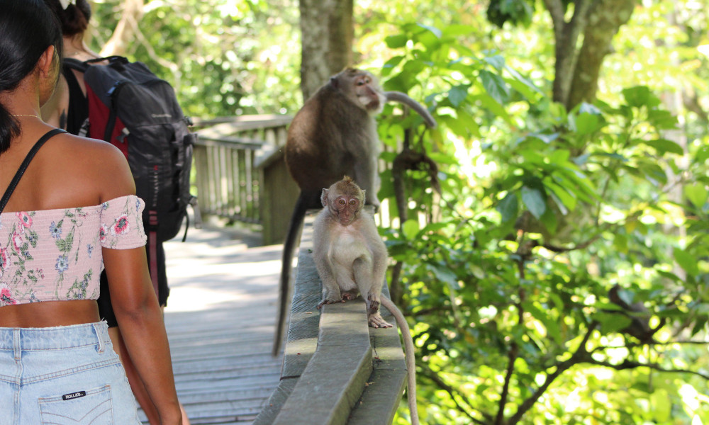 Private Half Day Bali Tour to Ubud with Monkey Forest