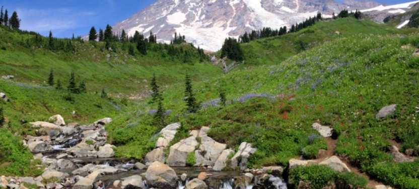 Mt. Rainier Day Tour