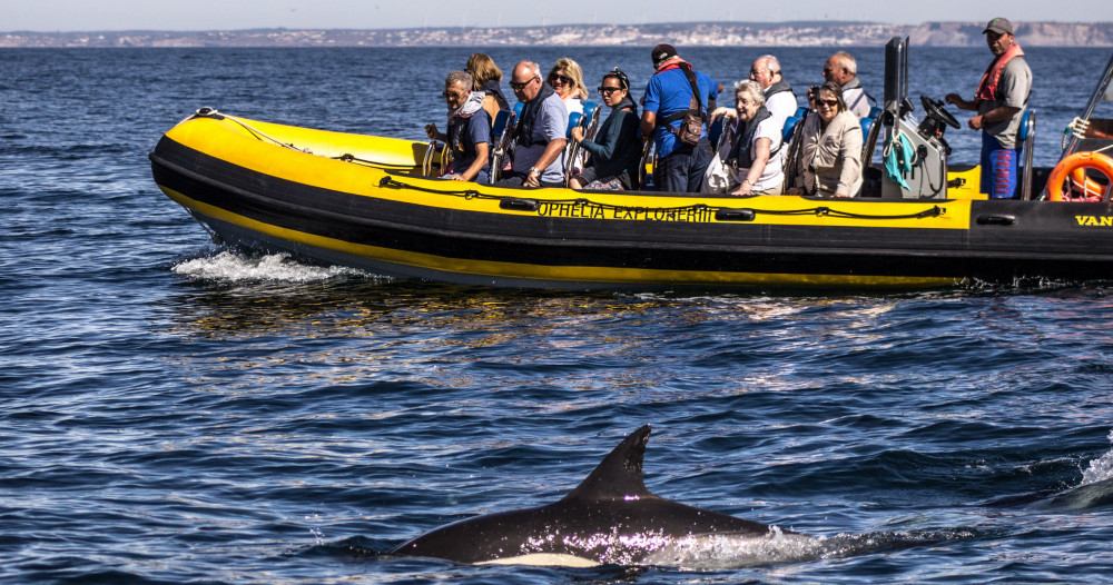 Dolphin Discovery & Benagil Caves Boat Tour