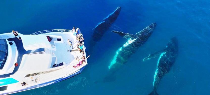 Half Day Whale Watching Encounter