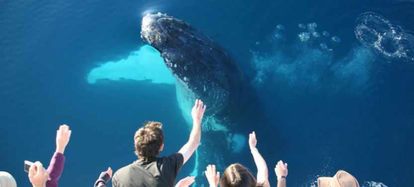 Half Day Whale Watching Encounter