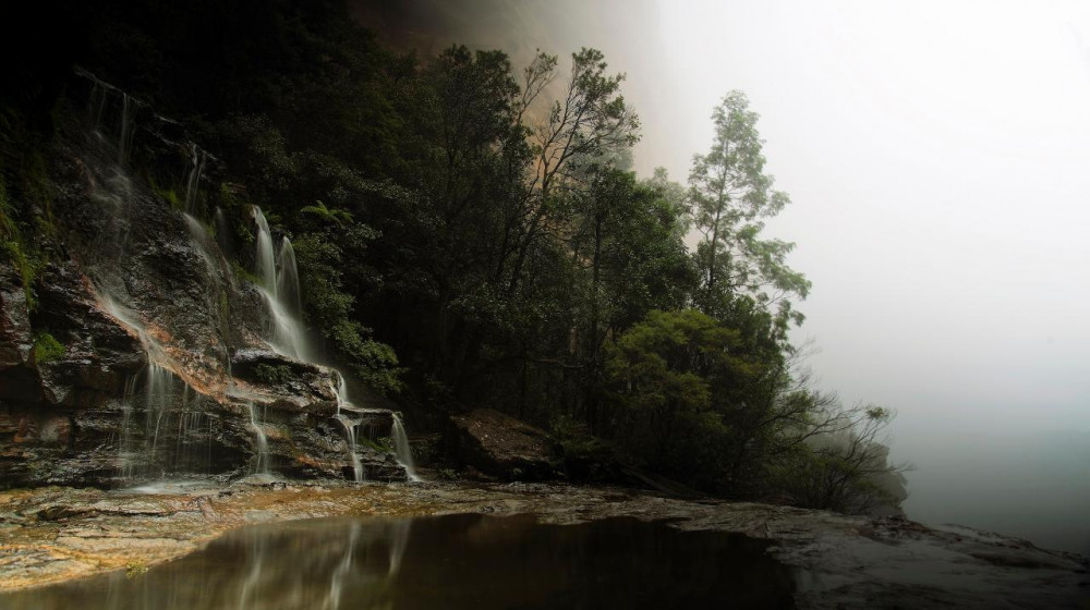 Bush Tucker Walk - Blue Mountains