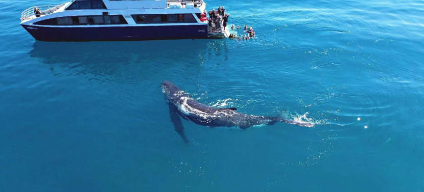 Remote K'gari and Whale Experience