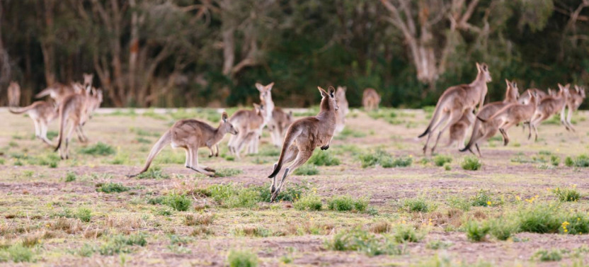 Kangaroos and Mountain Views