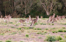 Southern Cross Tours2