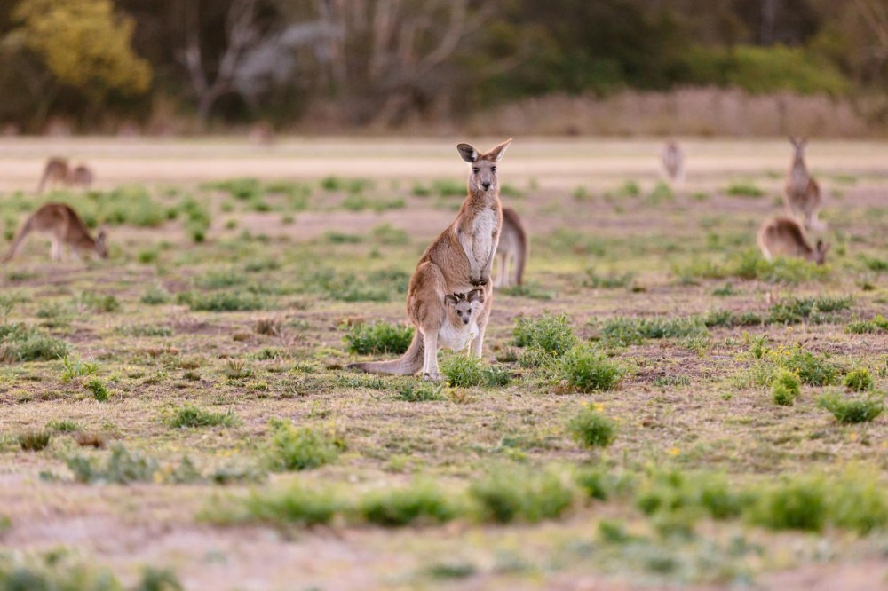 Southern Cross Tours