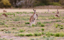 Southern Cross Tours7