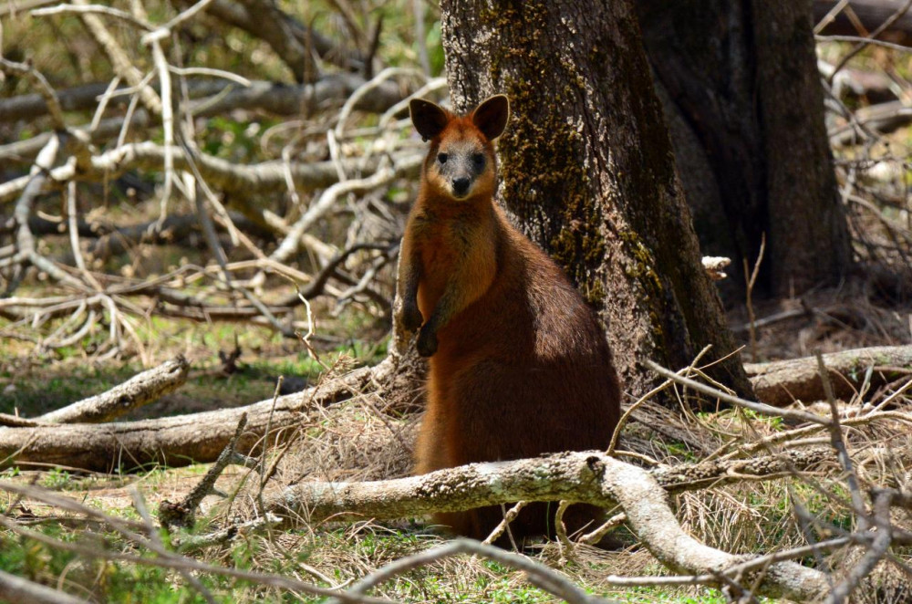 Southern Cross Tours
