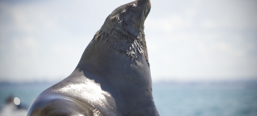 1.5 Hour Wildlife Adventure Cruise