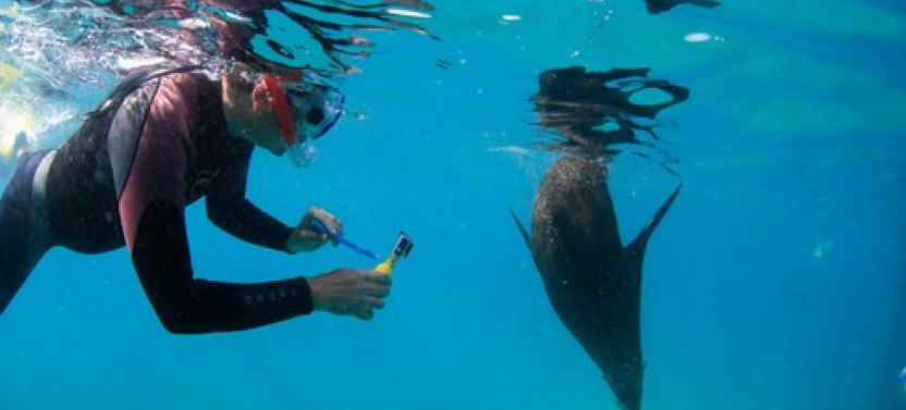 2 hour Seals & Seadragon Swim
