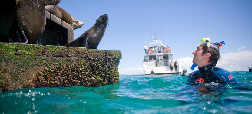 2 hour Seals & Seadragon Swim