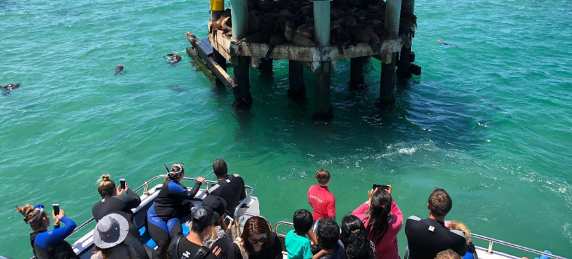 2 hour Seals & Seadragon Swim