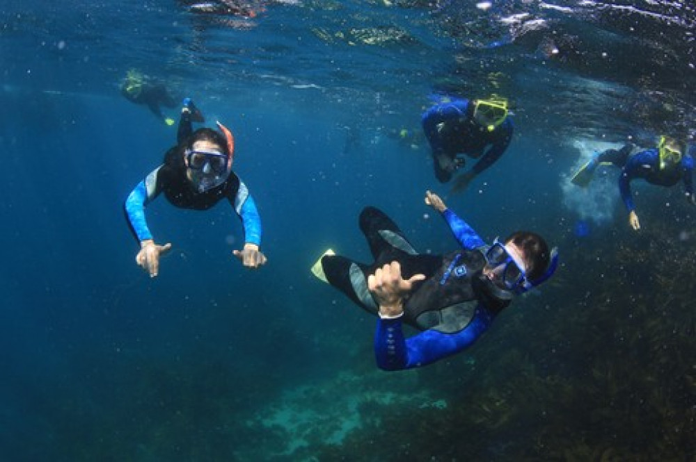 2 Hour Snorkel with the Seals Melbourne Project Expedition