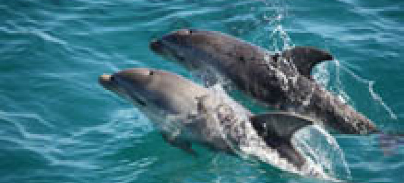 3 hour Dolphin and Seal Sightseeing