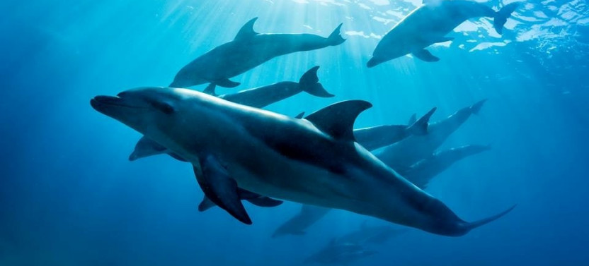 3 hour Dolphin and Seal Swim