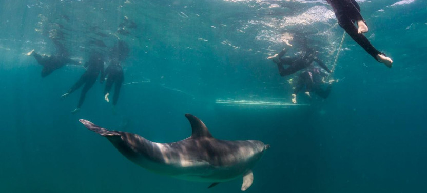 3 hour Dolphin and Seal Swim