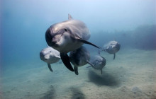 Moonraker Dolphin Swims5