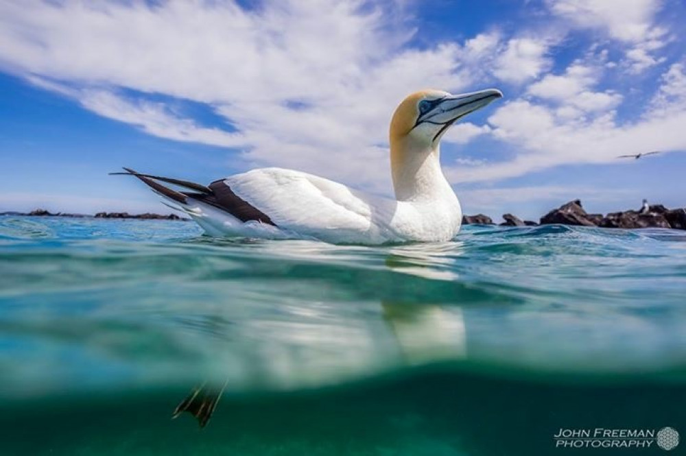 Moonraker Dolphin Swims