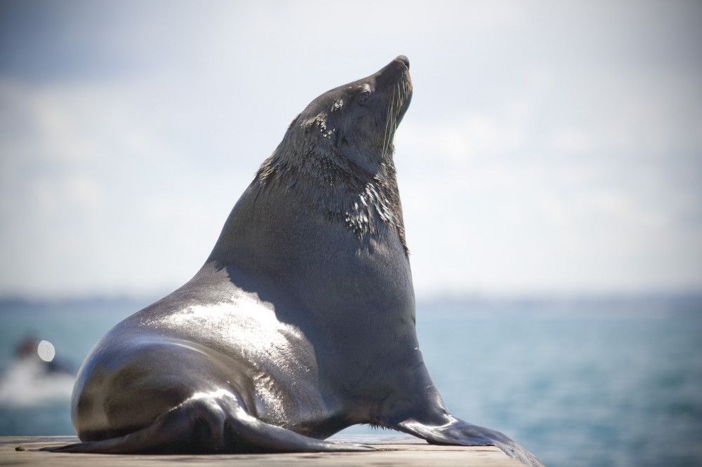 Moonraker Dolphin Swims
