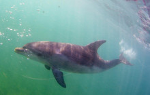 Moonraker Dolphin Swims6