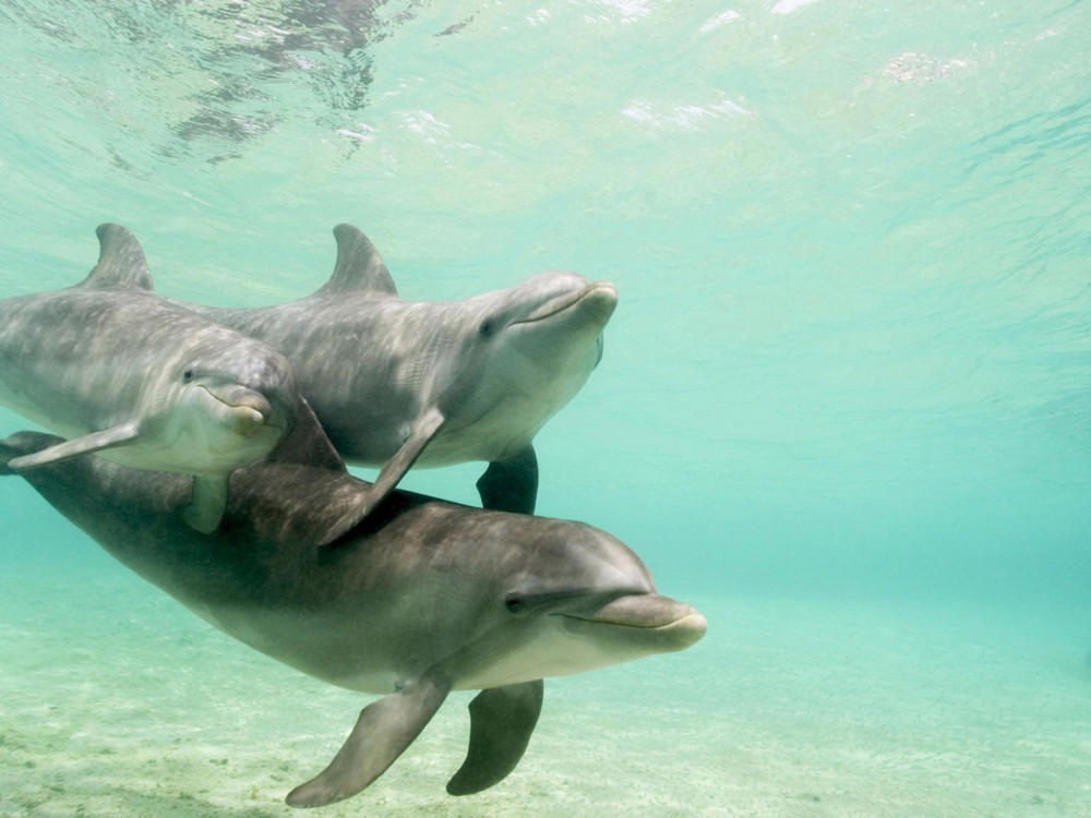 Small Group Dolphin & Seal Swim - Private Charter