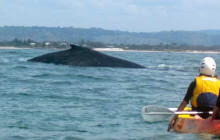 Go Sea Kayak Byron Bay12