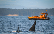 Vancouver Island Whale Watch3