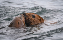 Vancouver Island Whale Watch2