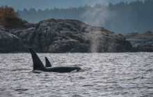 Vancouver Island Whale Watch2