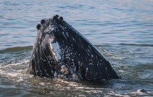 Vancouver Island Whale Watch4