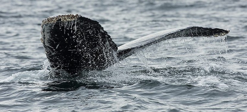 Wildlife Watching – Winter/Spring - Whale Guarantee