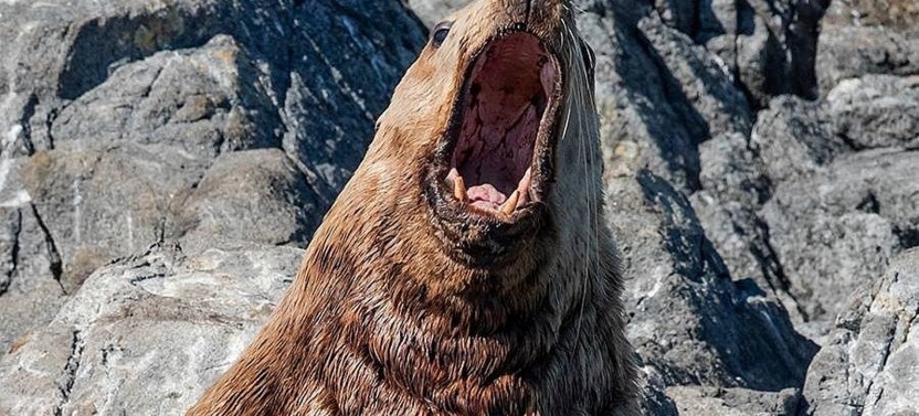 Wildlife Watching – Winter/Spring - Whale Guarantee
