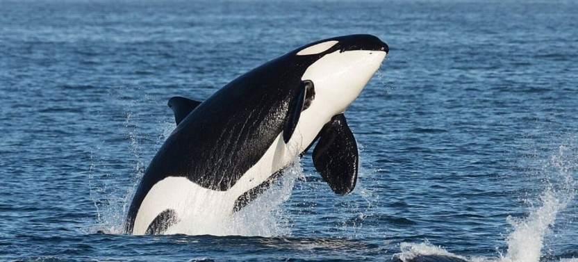 Whale Watching - Day - Open Boat - Whale Guarantee