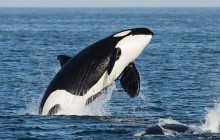 Open Boat Whale Watching Tour - Summer - Whale Guarantee