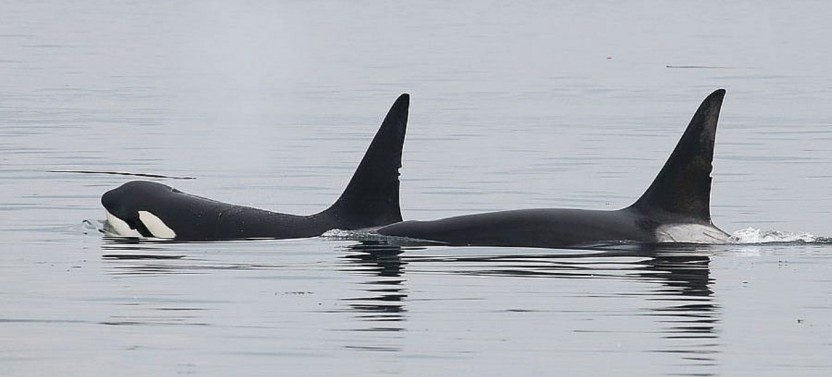 Whale Watching - Day - Open Boat - Whale Guarantee