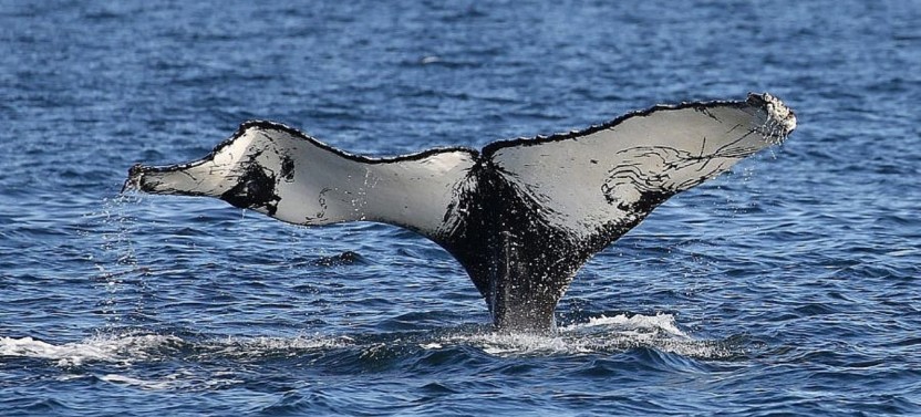 Whale Watching - Day - Open Boat - Whale Guarantee