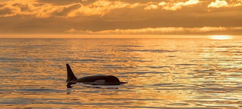 Whale Watching - Sunset - Semi-Covered Boat - Whale Guarantee