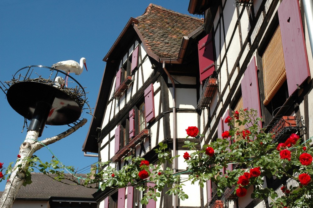 Alsace Wine Discovery Half-Day Vineyard Tour from Strasbourg